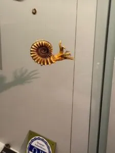 Ammoniten in jeder Größe wurden in Trossingen ausgegraben.