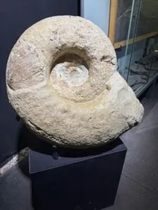 Ammoniten in jeder Größe wurden in Trossingen ausgegraben.